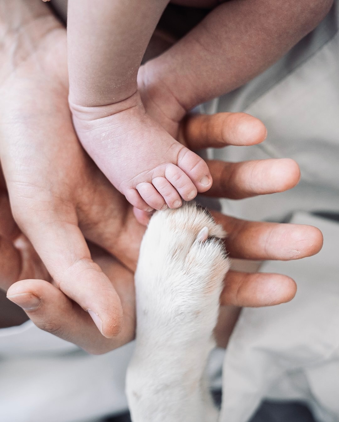 Pie de recién nacido junto a la pata de un perro sobre las manos de la familia